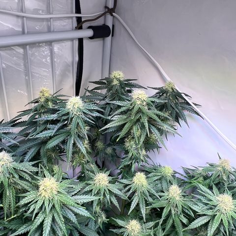 S.N.B  #1 growlog timeline photo