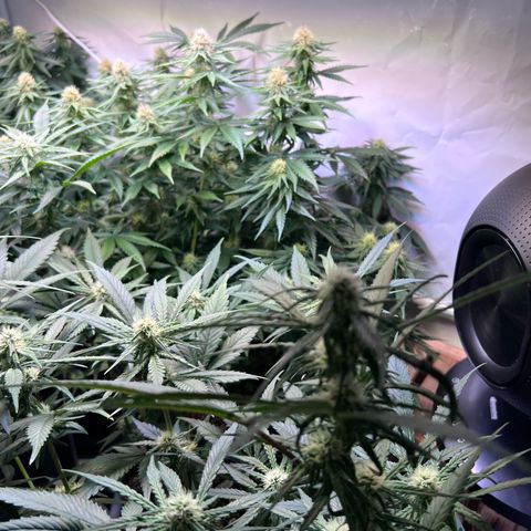 S.N.B  #1 growlog timeline photo