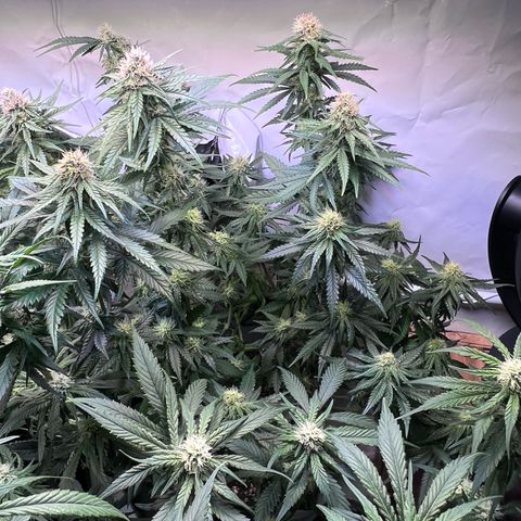 S.N.B  #1 growlog timeline photo