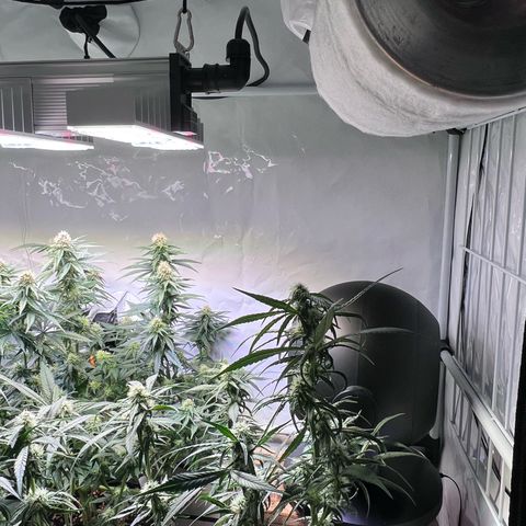 S.N.B  #1 growlog timeline photo