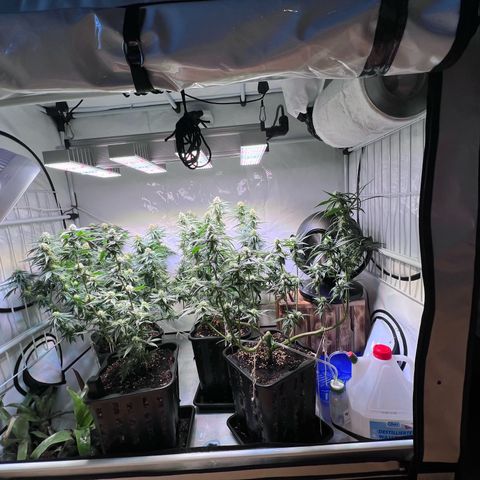 S.N.B  #1 growlog timeline photo