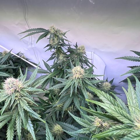 S.N.B  #1 growlog timeline photo