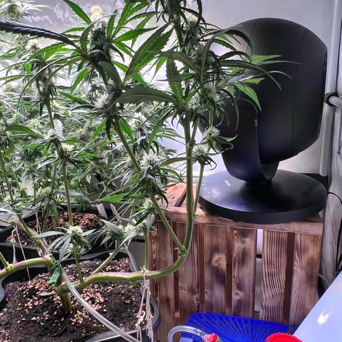 S.N.B  #1 growlog timeline photo