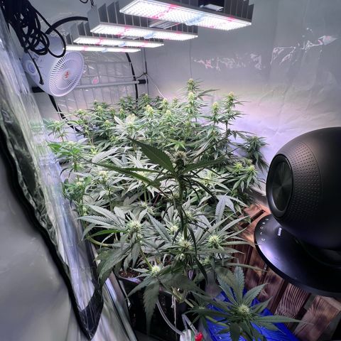 S.N.B  #1 growlog timeline photo