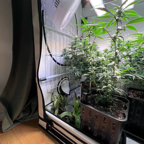 S.N.B  #1 growlog timeline photo
