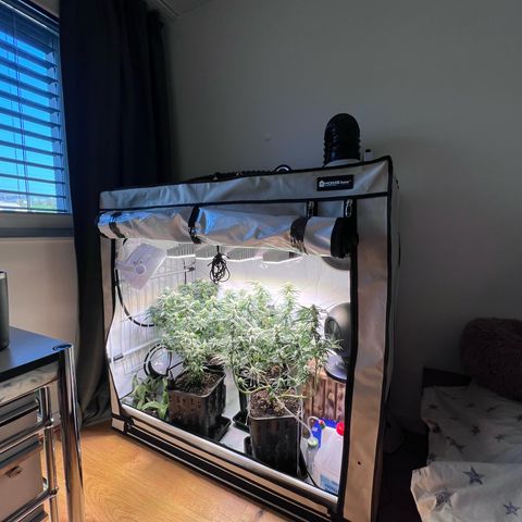 S.N.B  #1 growlog timeline photo