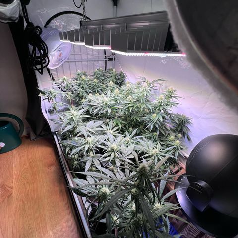 S.N.B  #1 growlog timeline photo