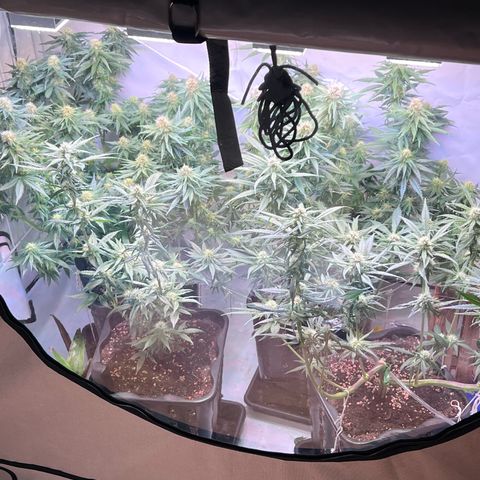 S.N.B  #1 growlog timeline photo