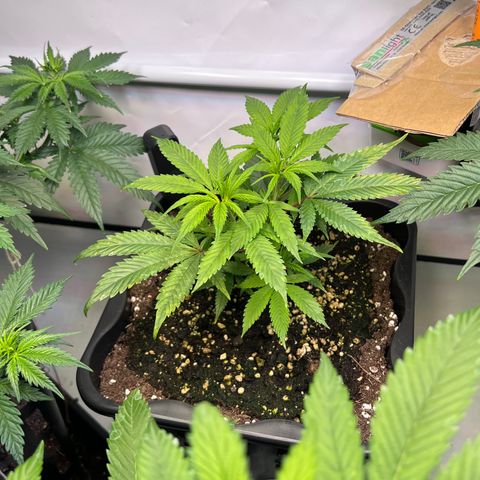S.N.B  #1 growlog timeline photo