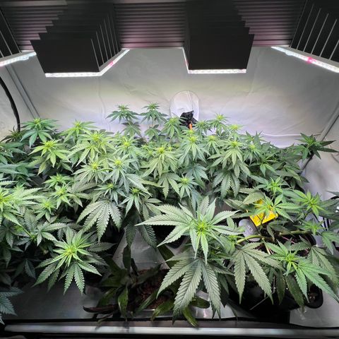 S.N.B  #1 growlog timeline photo