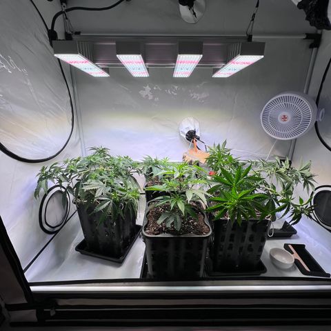 S.N.B  #1 growlog timeline photo