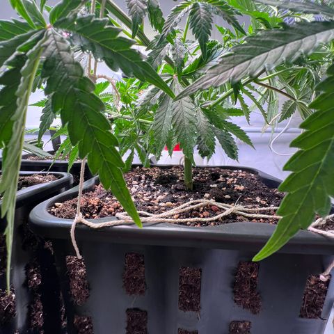S.N.B  #1 growlog timeline photo