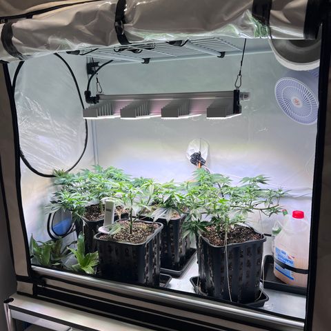S.N.B  #1 growlog timeline photo