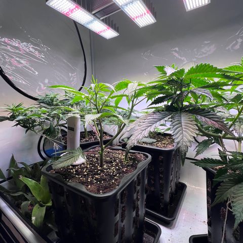 S.N.B  #1 growlog timeline photo