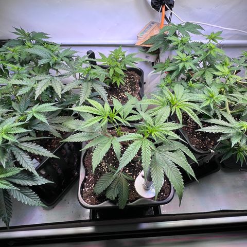 S.N.B  #1 growlog timeline photo