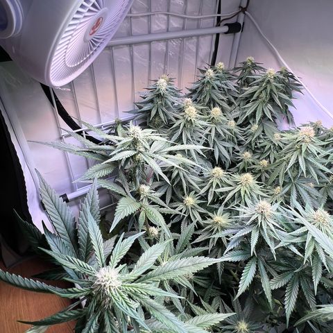 S.N.B  #1 growlog timeline photo