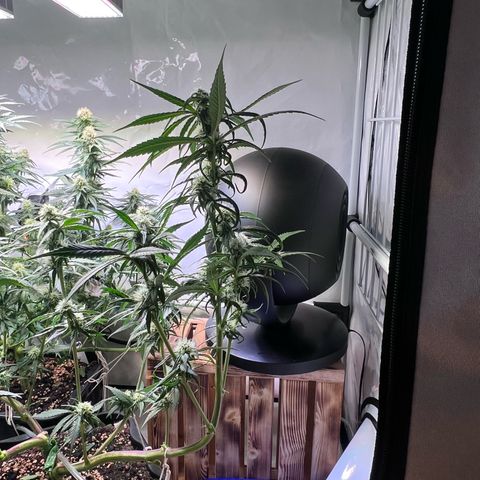S.N.B  #1 growlog timeline photo