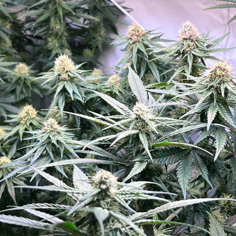 S.N.B  #1 growlog timeline photo