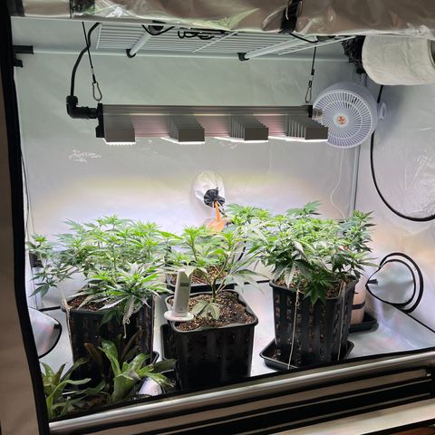 S.N.B  #1 growlog timeline photo