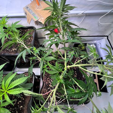 S.N.B  #1 growlog timeline photo