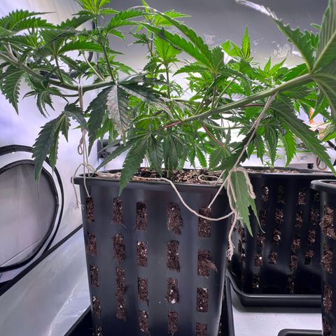 S.N.B  #1 growlog timeline photo