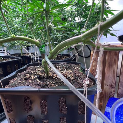 S.N.B  #1 growlog photo: Blätter abgezupft, eine gute Handvoll. 
Fenster gestern mit Klebeband abgedichtet im Schlafzimmer und der Küche.