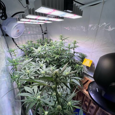 S.N.B  #1 growlog timeline photo