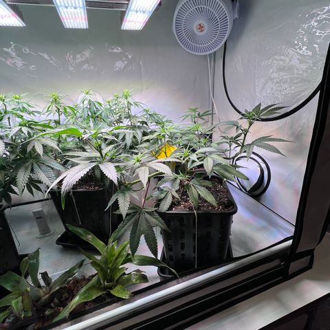S.N.B  #1 growlog timeline photo