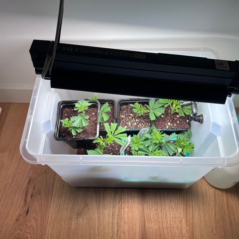S.N.B  #1 growlog timeline photo