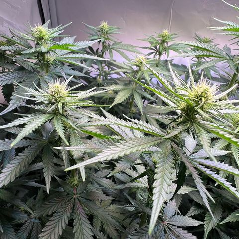 S.N.B  #1 growlog timeline photo