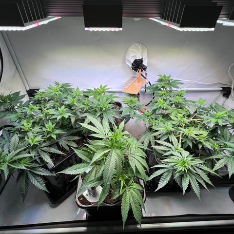 S.N.B  #1 growlog timeline photo