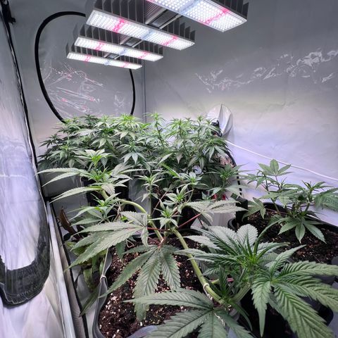 S.N.B  #1 growlog timeline photo