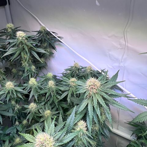 S.N.B  #1 growlog timeline photo