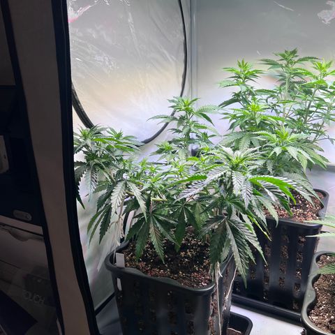S.N.B  #1 growlog timeline photo