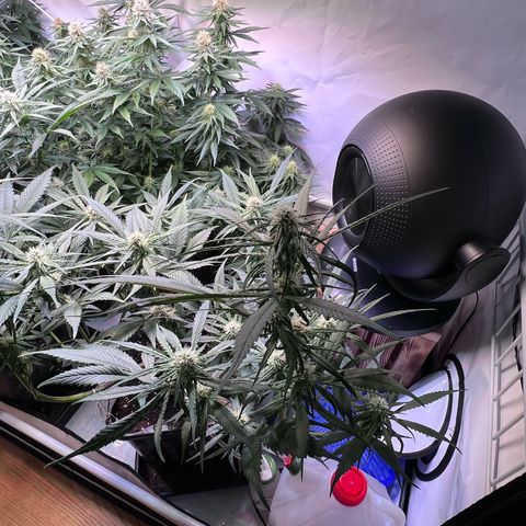 S.N.B  #1 growlog timeline photo