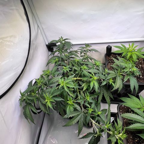 S.N.B  #1 growlog timeline photo