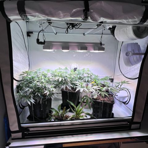 S.N.B  #1 growlog timeline photo