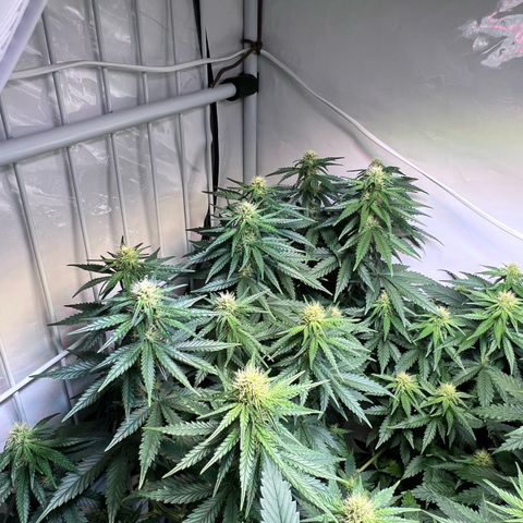 S.N.B  #1 growlog photo: Dito.