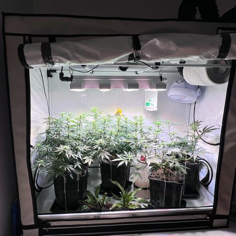 S.N.B  #1 growlog timeline photo