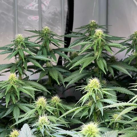 S.N.B  #1 growlog timeline photo
