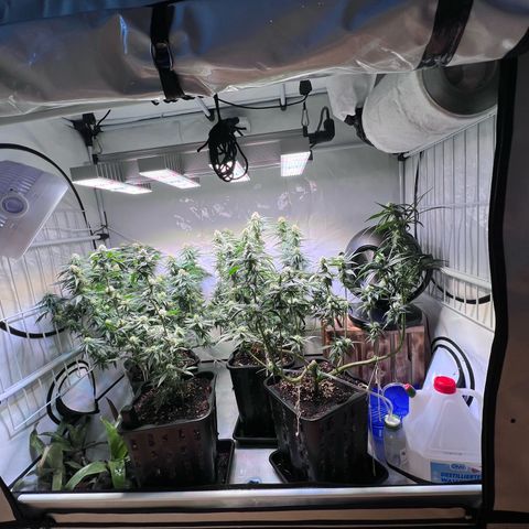 S.N.B  #1 growlog timeline photo