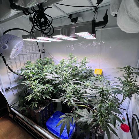 S.N.B  #1 growlog photo: Perfekt Umgestellt! 