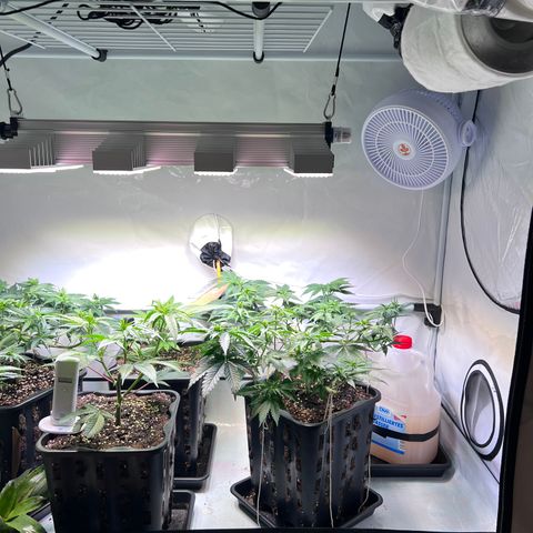 S.N.B  #1 growlog timeline photo