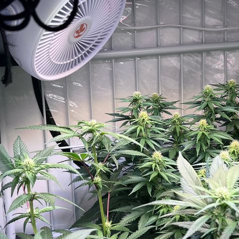 S.N.B  #1 growlog timeline photo