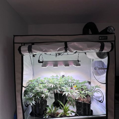 S.N.B  #1 growlog timeline photo