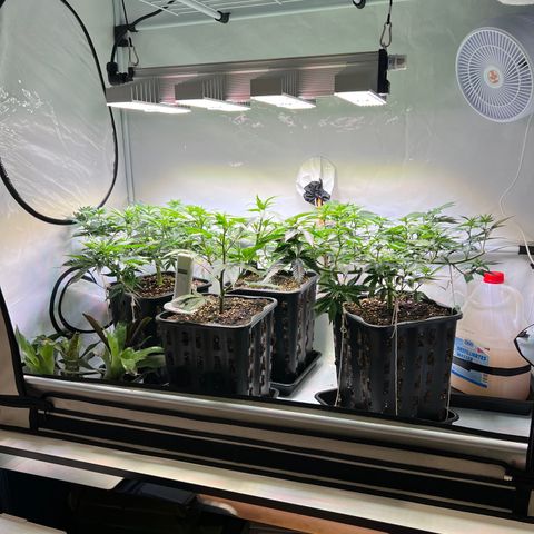 S.N.B  #1 growlog timeline photo