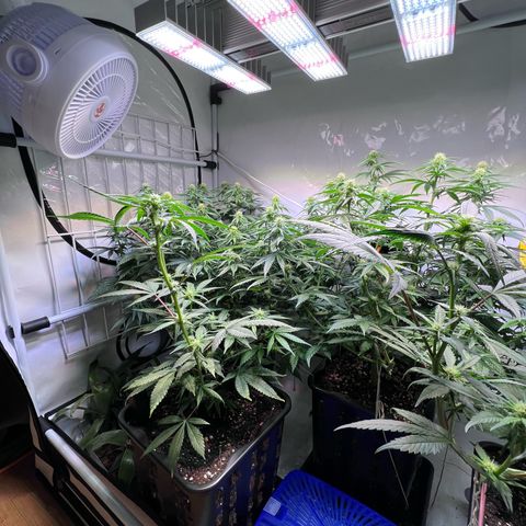 S.N.B  #1 growlog photo: Perfekt Umgestellt! 