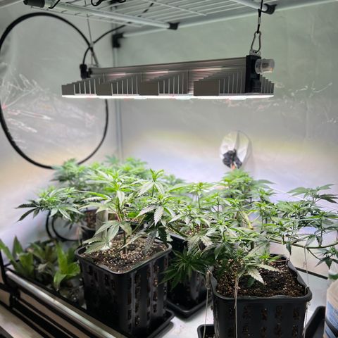 S.N.B  #1 growlog timeline photo