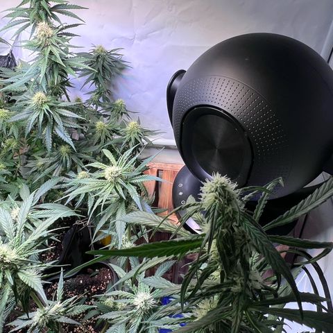 S.N.B  #1 growlog timeline photo