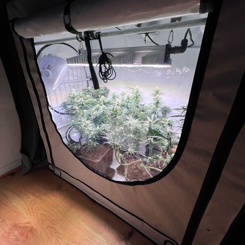 S.N.B  #1 growlog timeline photo